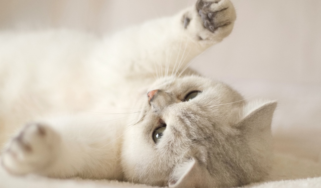 Породистый кот играет на кровати 