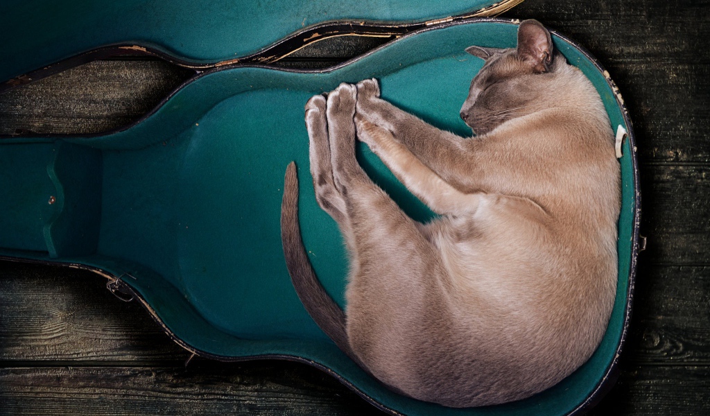 Породистый кот спит в футляре для гитары