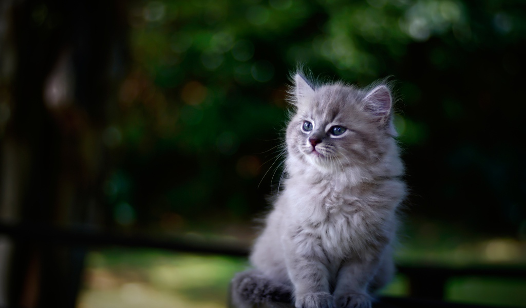 Породистый серый котенок сидит на лавке 