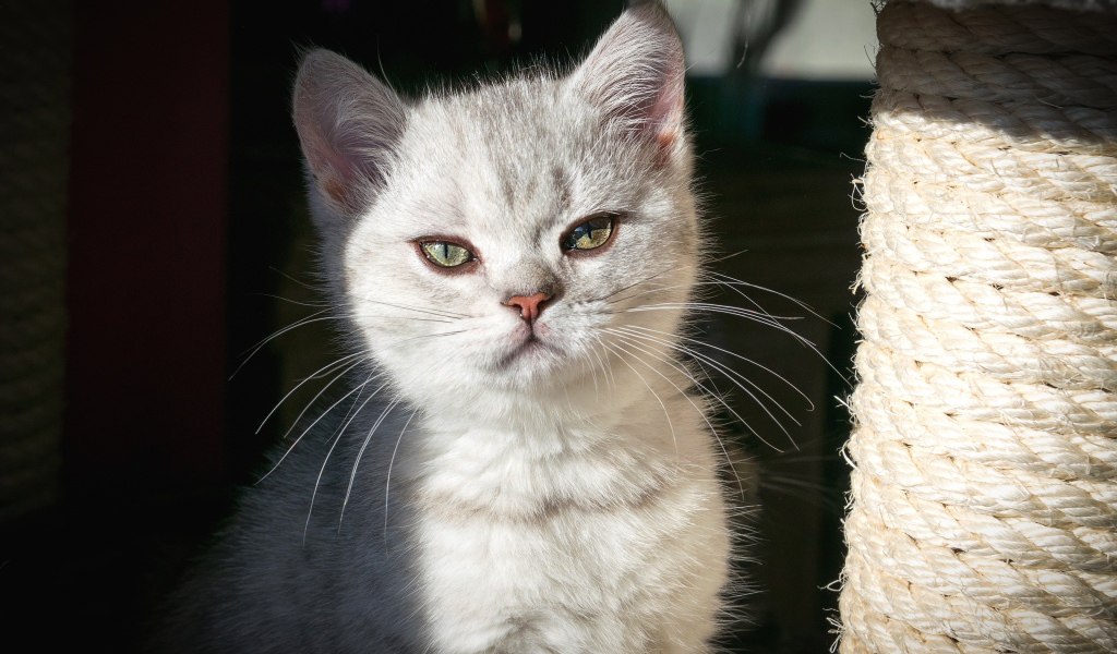 Породистый серый котенок сидит у когтеточки