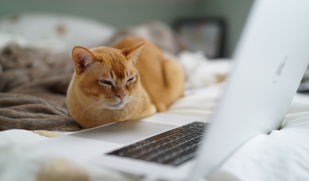 Породистый рыжий кот сидит у ноутбука 