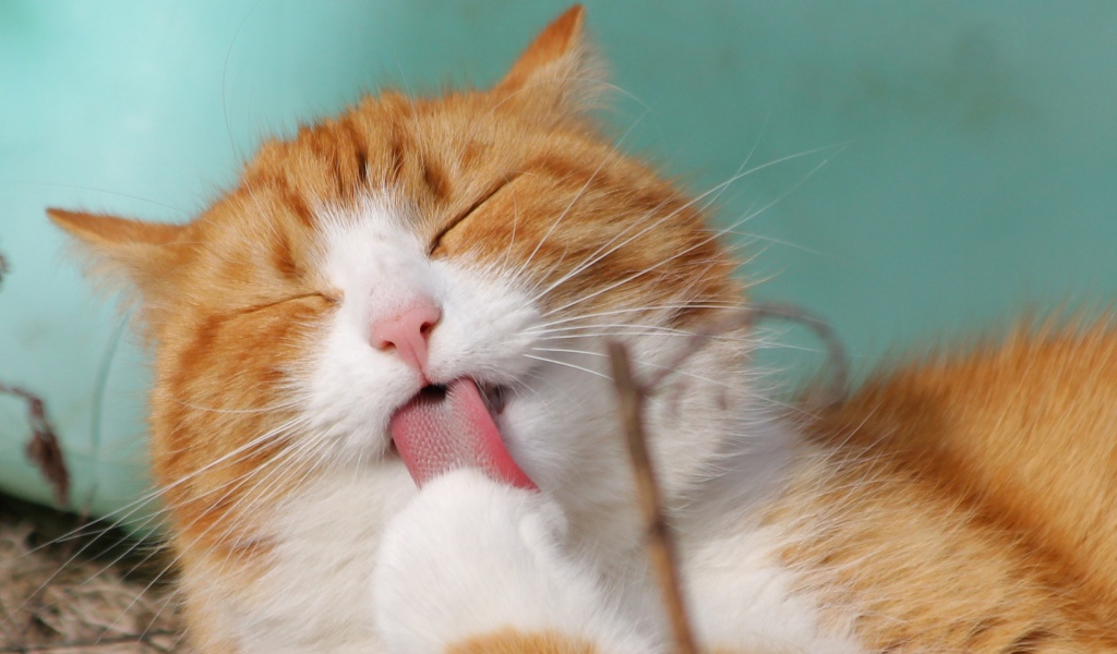 Рыжий с белым кот облизывает лапу