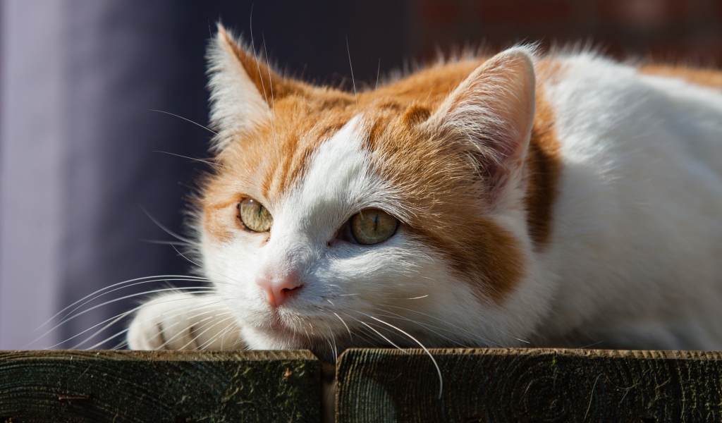 Рыжий с белым кот лежит на досках 
