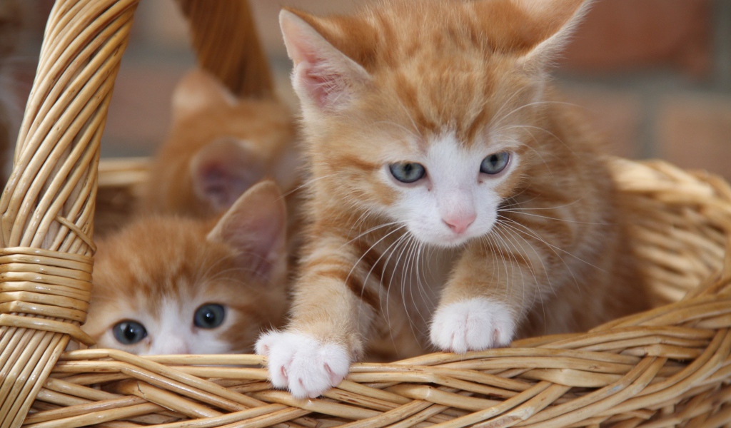 Рыжие милые котята сидят в плетеной корзине 