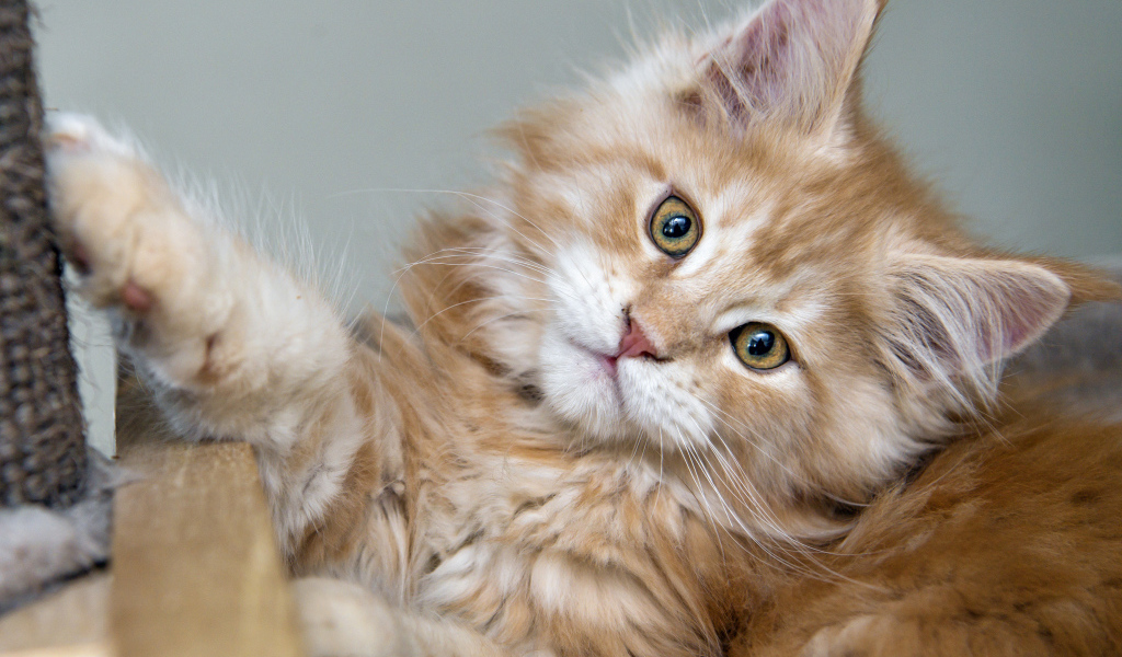 Рыжий пушистый котенок мейн кун