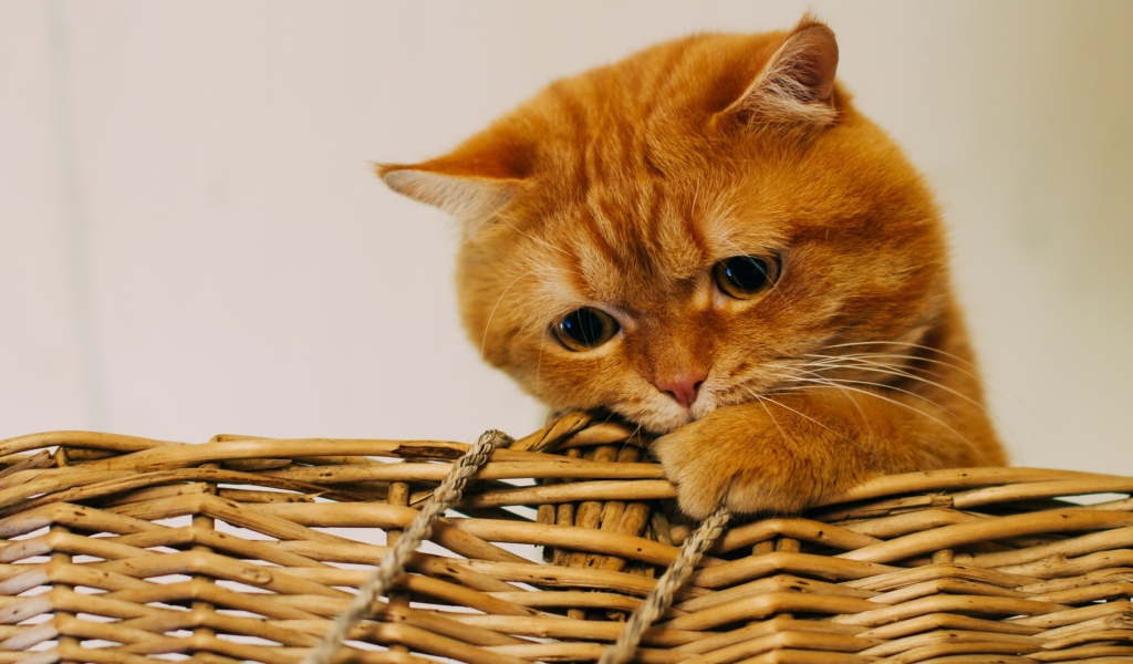 Рыжий забавный кот сидит в плетеной корзине