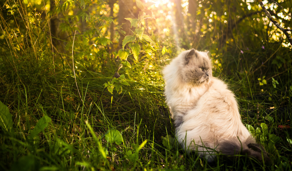 Серьезный кот греется на солнце в траве