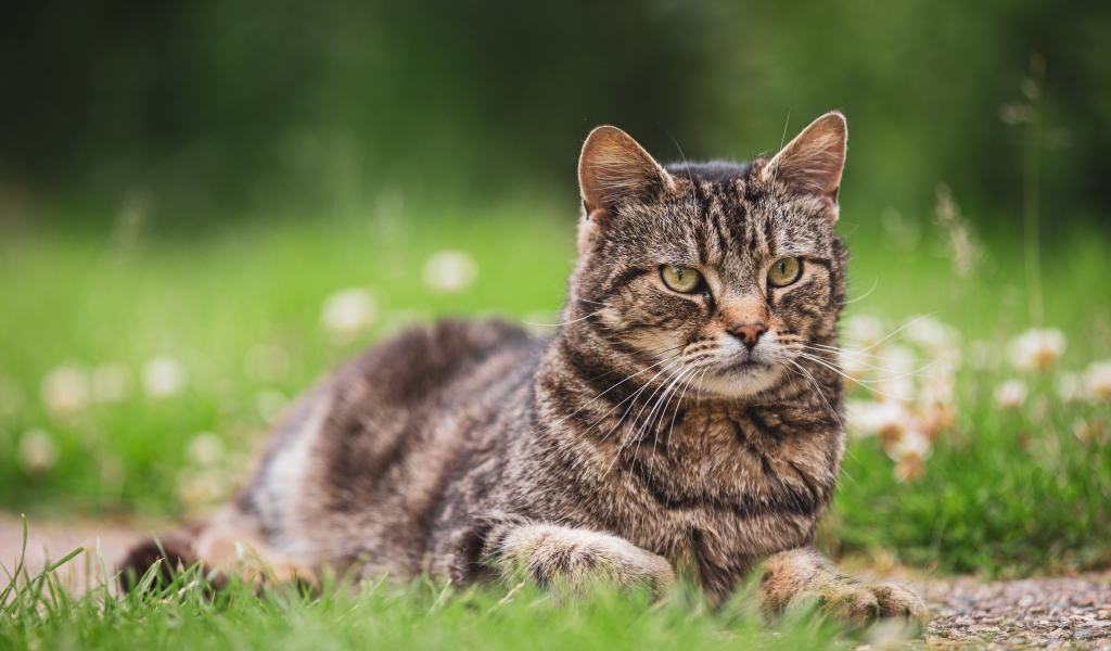 Серьезный серый кот лежит на деревянной траве