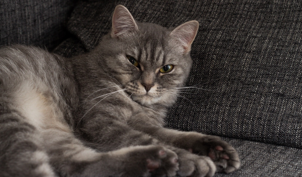 Серьезный серый кот лежит на диване 