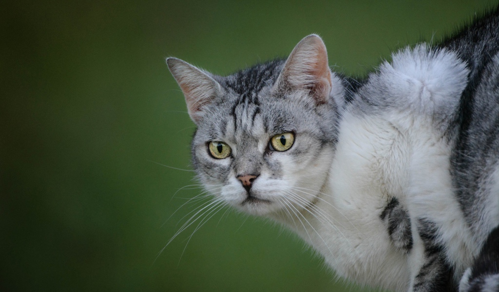 Серьезный серый кот на зеленом фоне