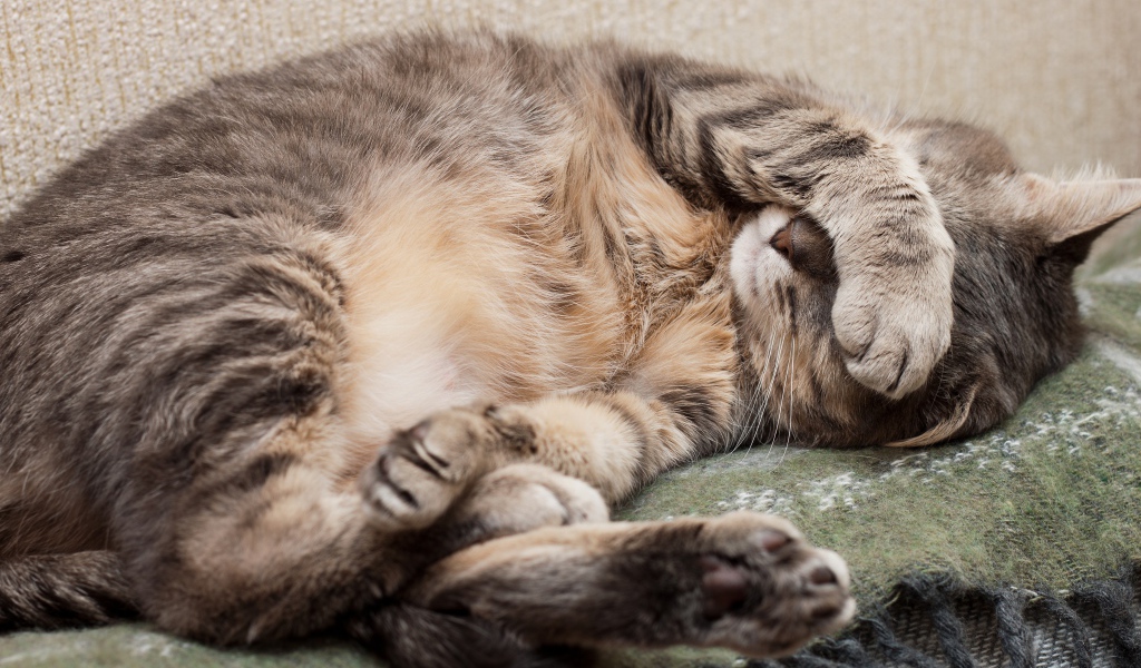 Спящий кот закрыл морду лапой 