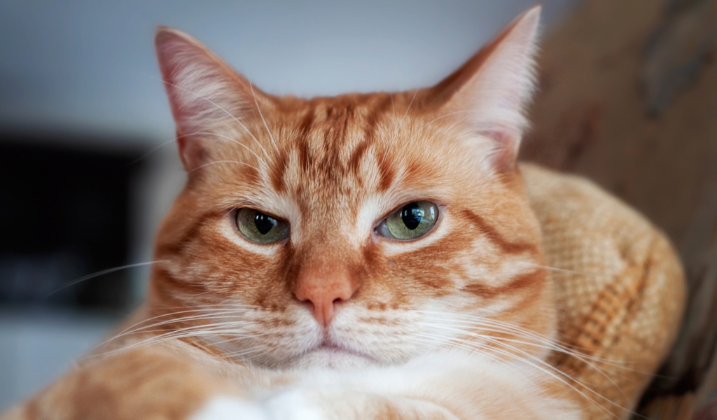 Морда красивого рыжего кота с зелеными глазами