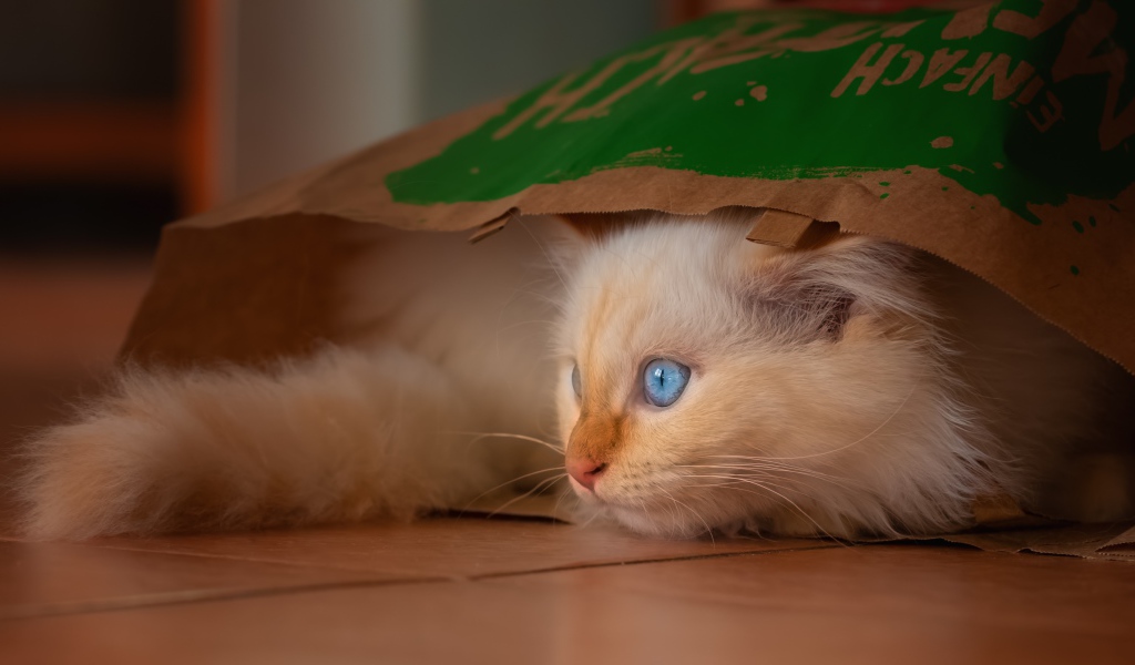 Маленький голубоглазый котенок сидит в пакете 