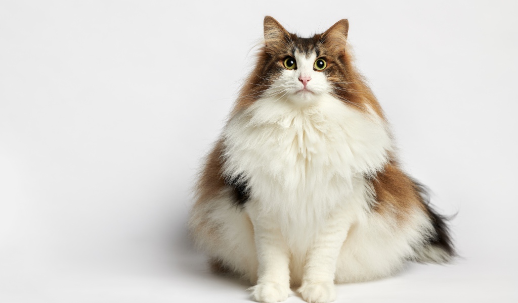 Thick fluffy thoroughbred cat on a white background