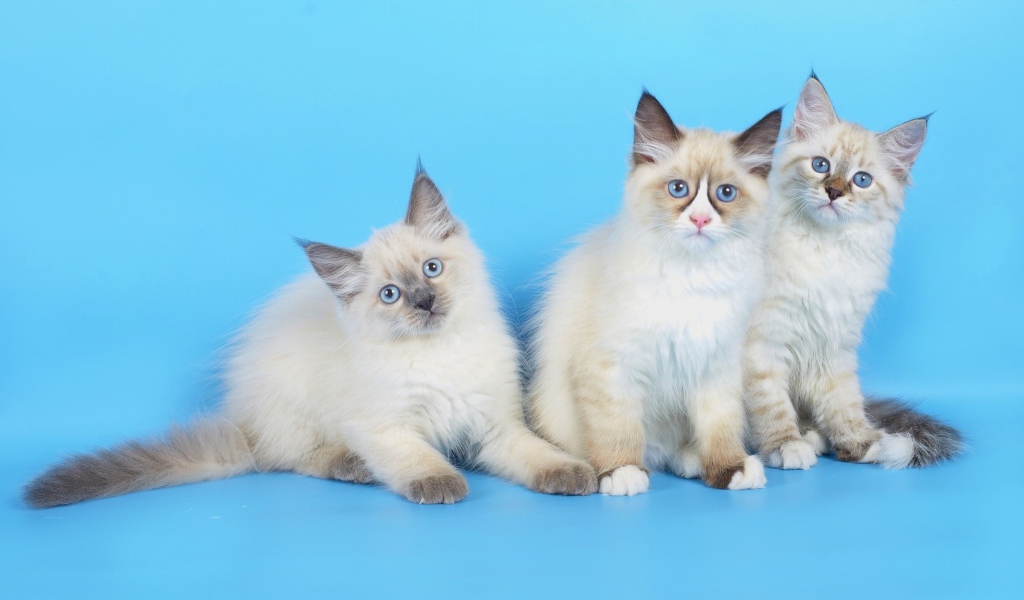 Три породистых котенка на голубом фоне