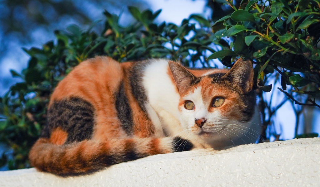 Tricolor cat basks in the sun