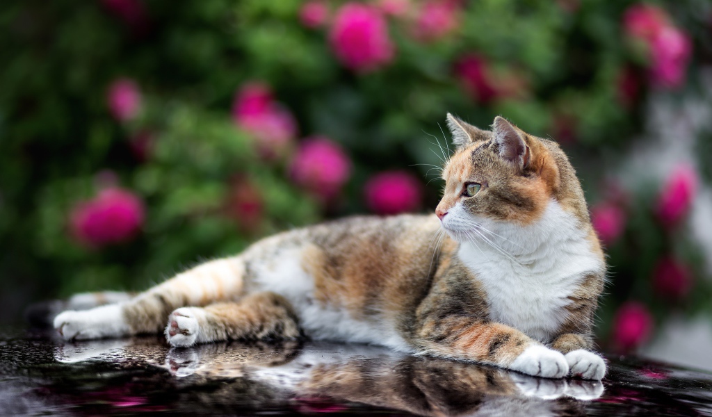 Трехцветная кошка лежит на машине 