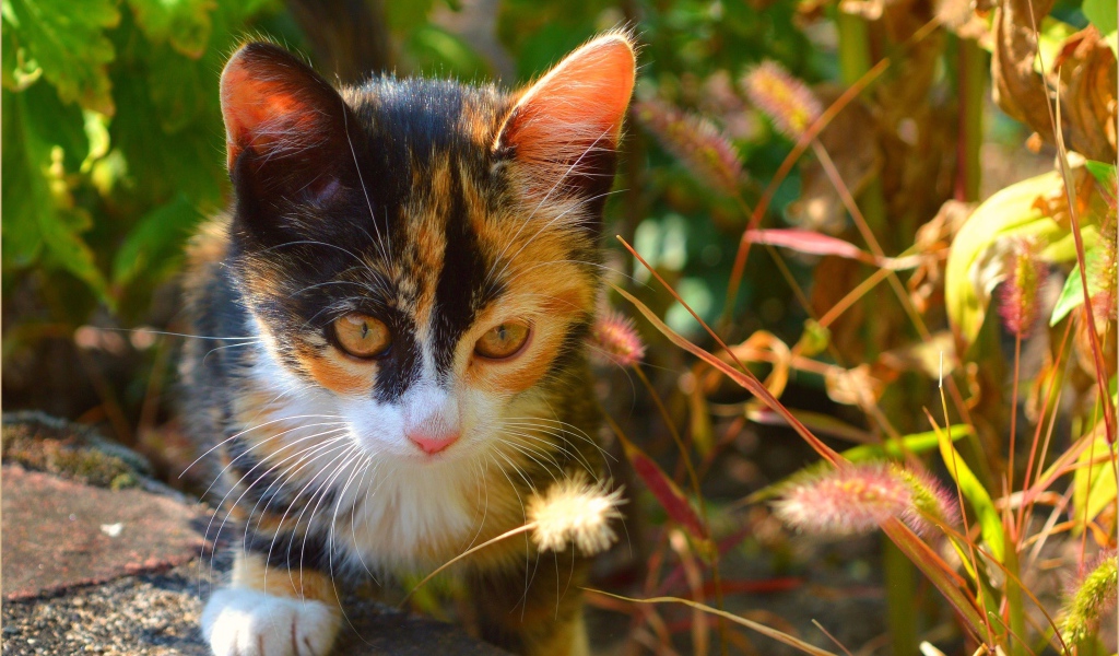 Трехцветный котенок сидит в траве