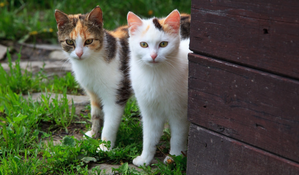 Два кота выглядывают из-за стены