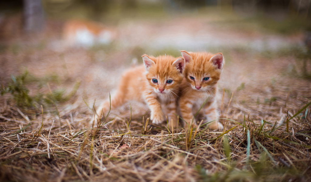Два милых голубоглазых котенка на траве