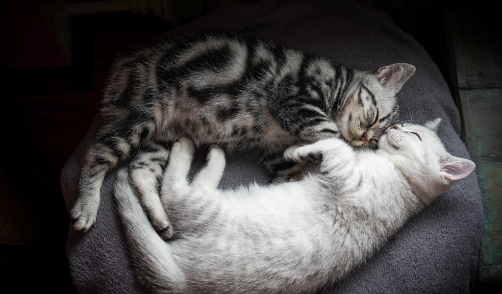 Два милых породистых котенка спят на кровати 