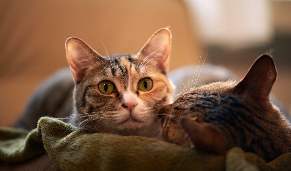 Две серых кошки лежат на кровати 