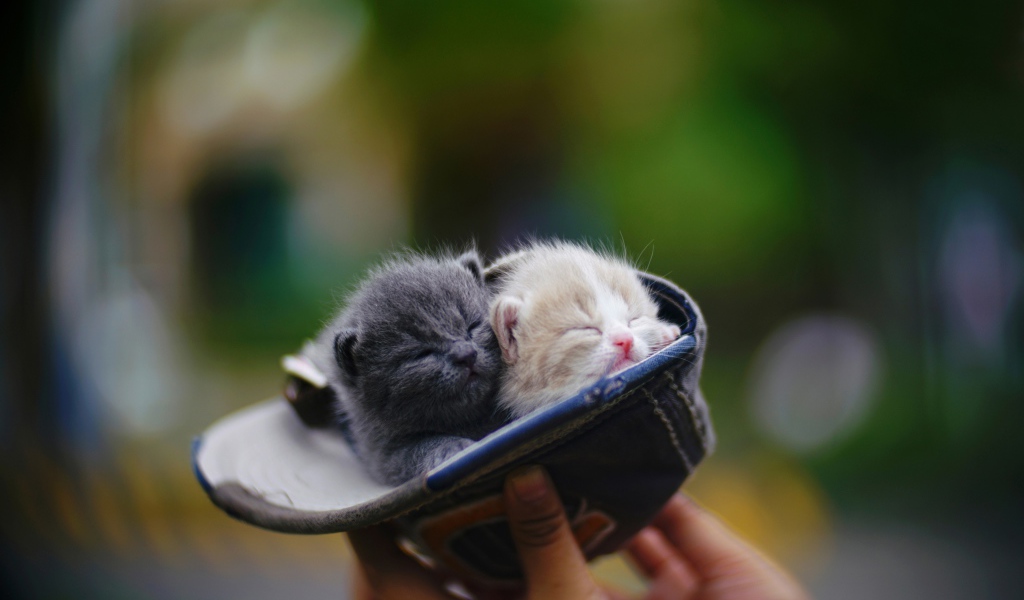 Два маленький милых котенка в шапке 
