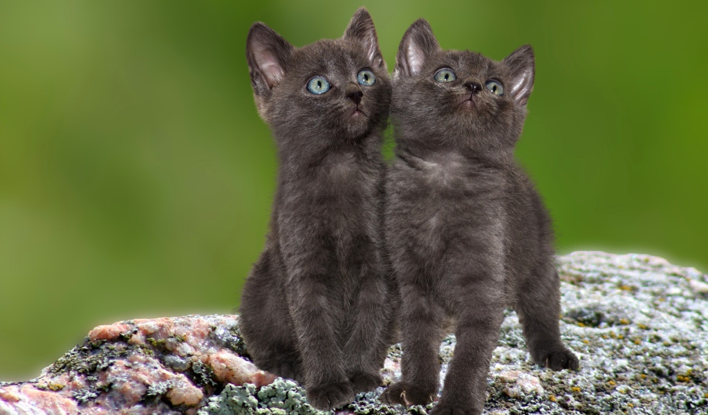 Два маленьких серых котенка сидят на камне
