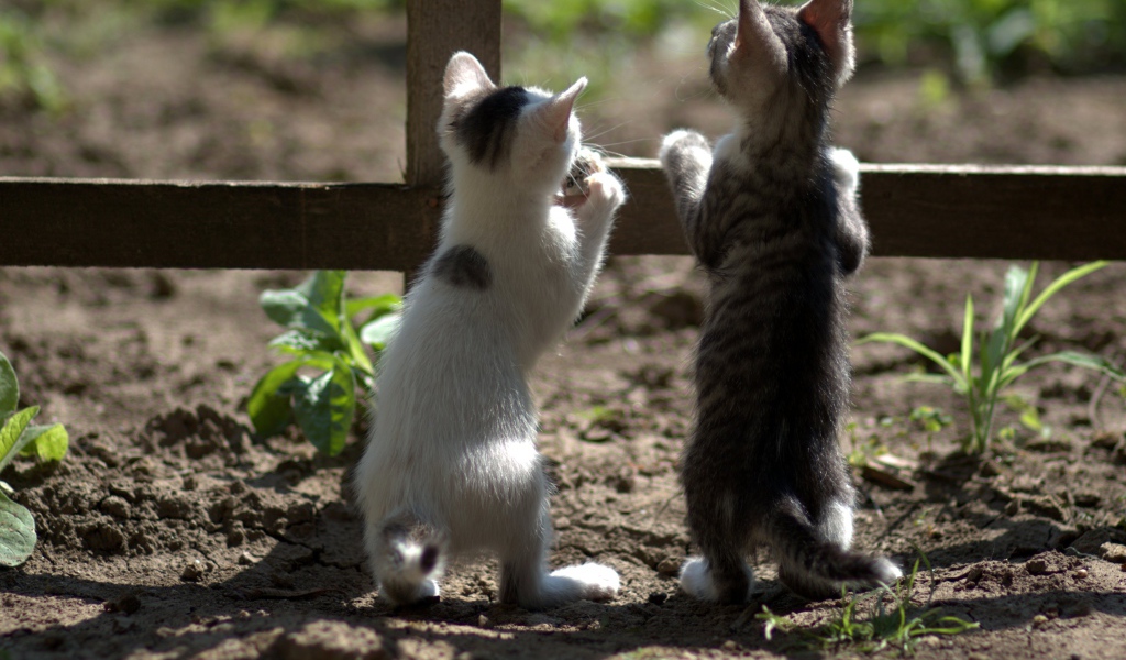 Два маленьких котенка у забора