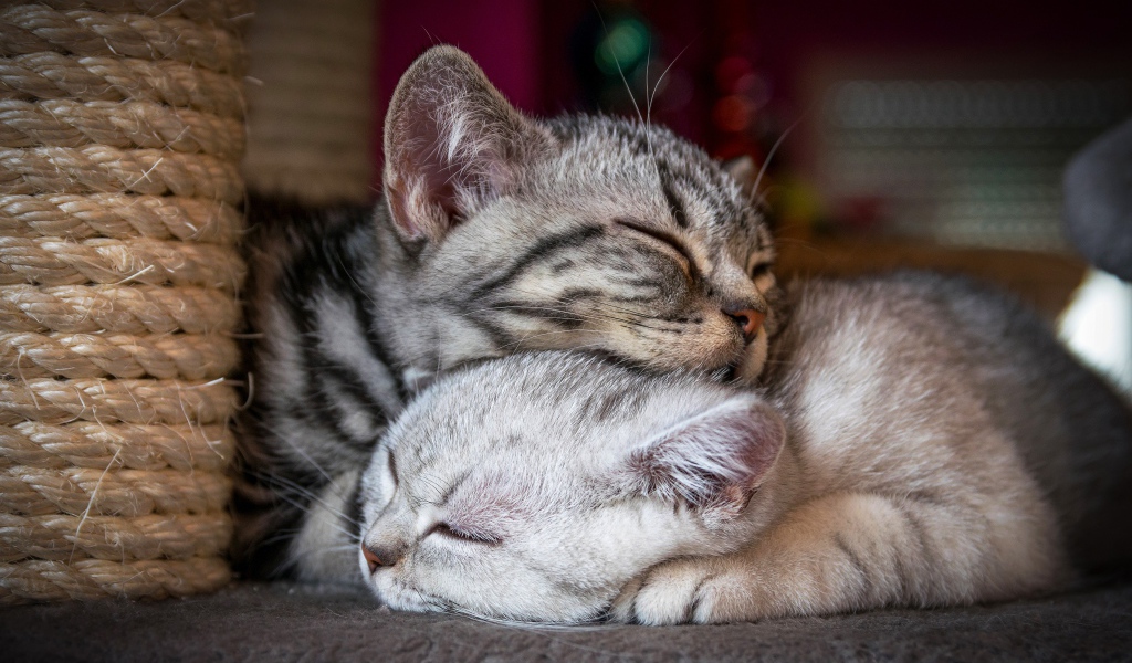 Два спящих породистых кота