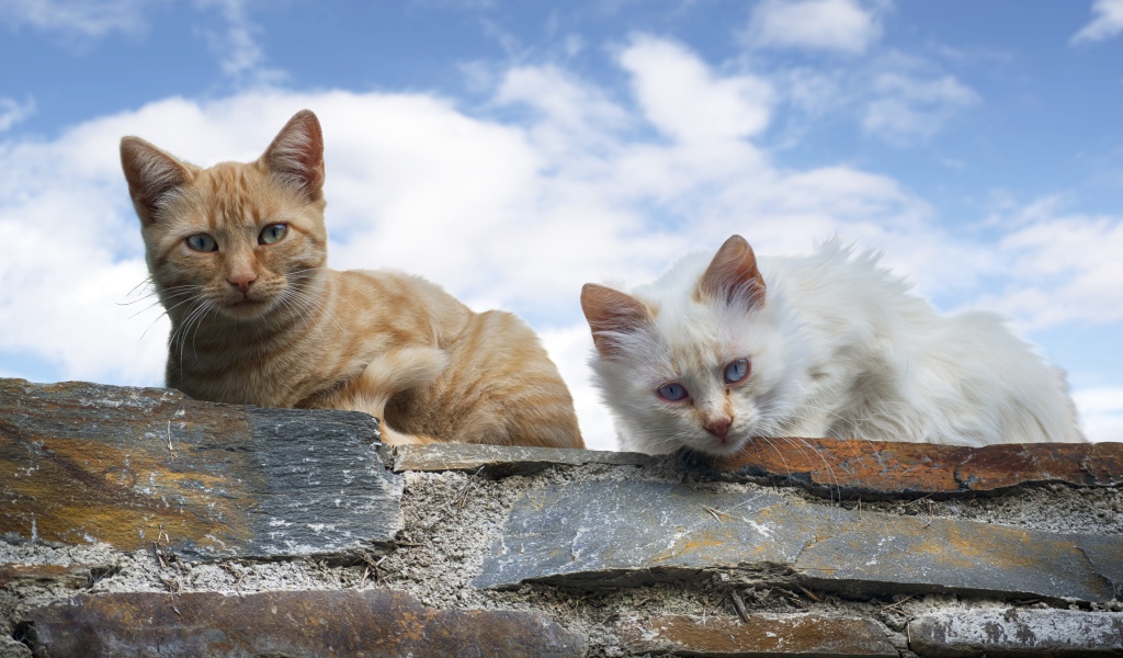 Белый и серый кот сидят на каменной стене на фоне голубого неба
