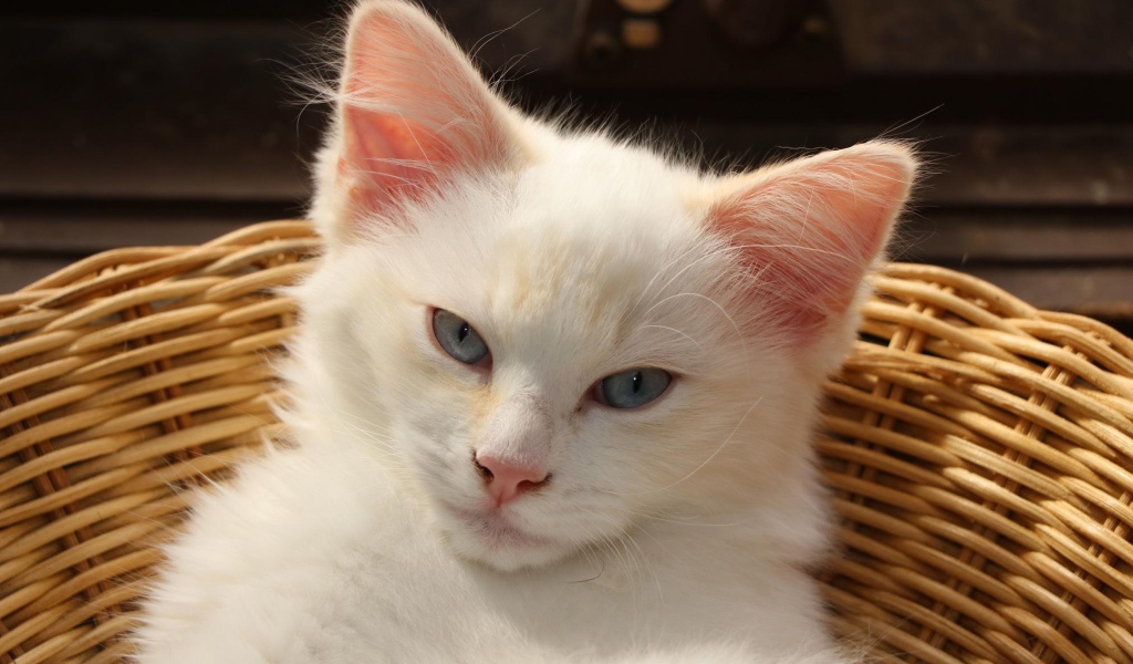 Белый голубоглазый котенок лежит в плетеной корзине