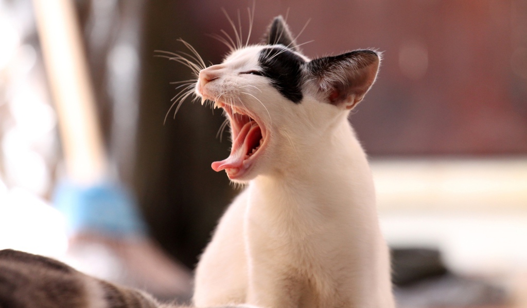 Белый кот с черными пятнами зевает 