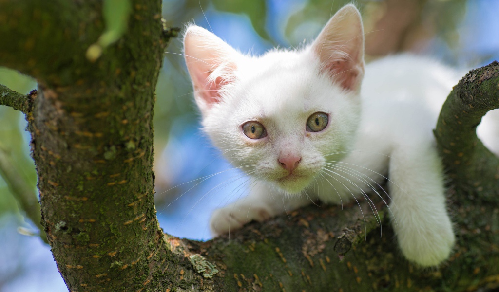 Белый маленький котенок сидит на ветке дерева