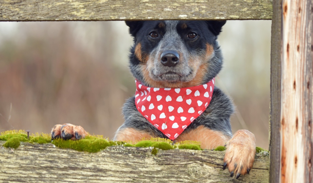 Собака с платком на шее стоит у забора