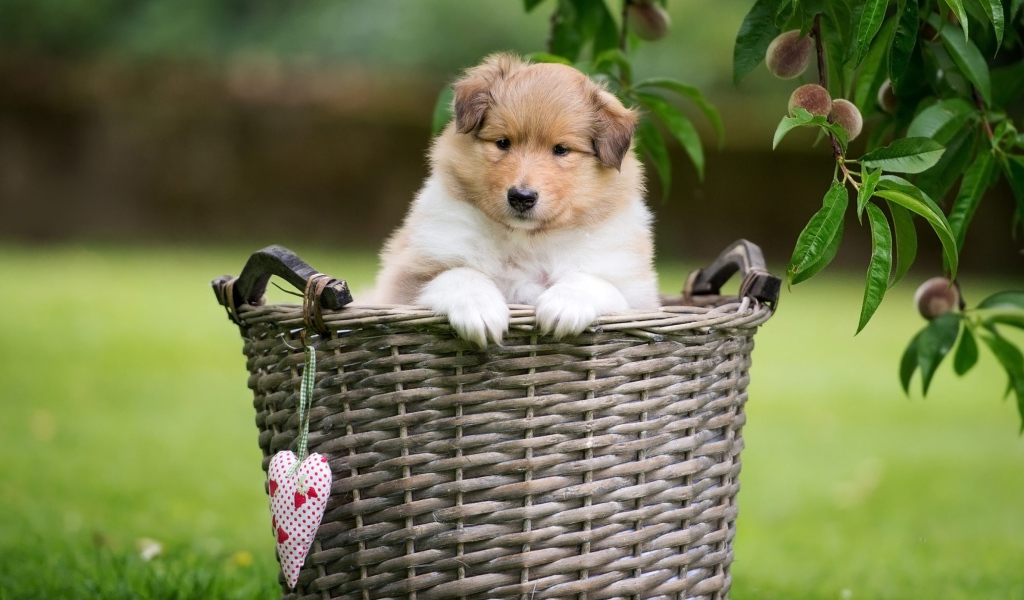 A little sheltie puppy sits in a wicker basket.