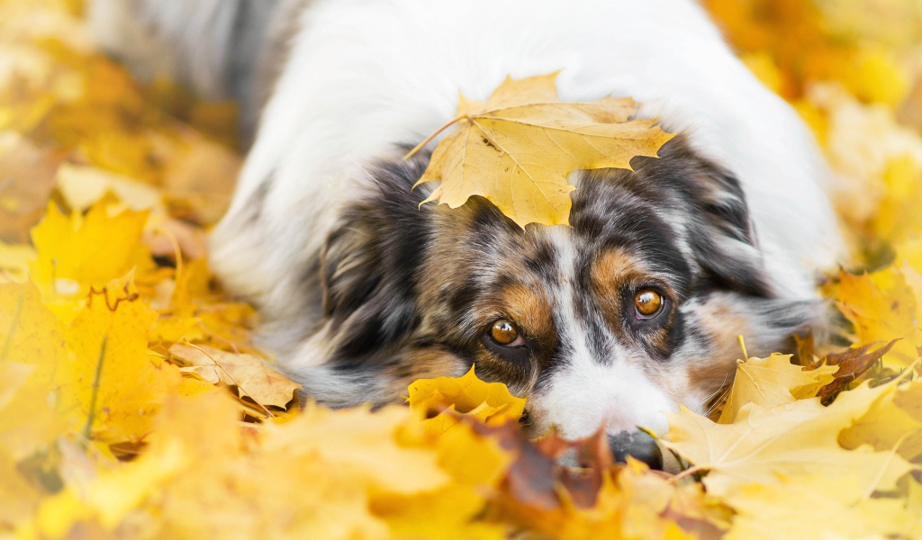 Австралийская Овчарка лежит в желтой листве
