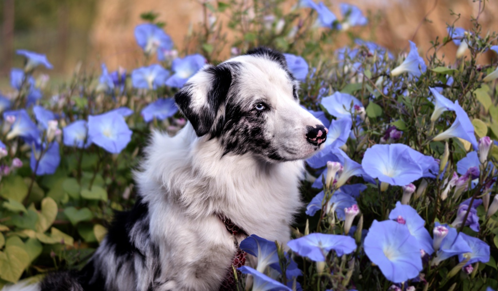 Австралийская Овчарка сидит в цветах ипомеи