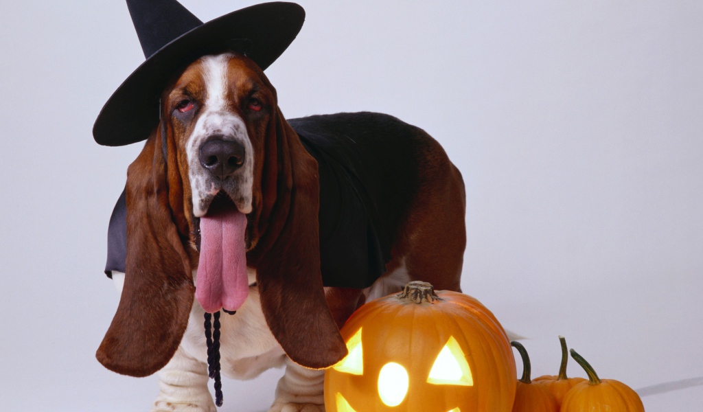 Собака породы бассет хаунд с тыквой на сером фоне на Хэллоуин 