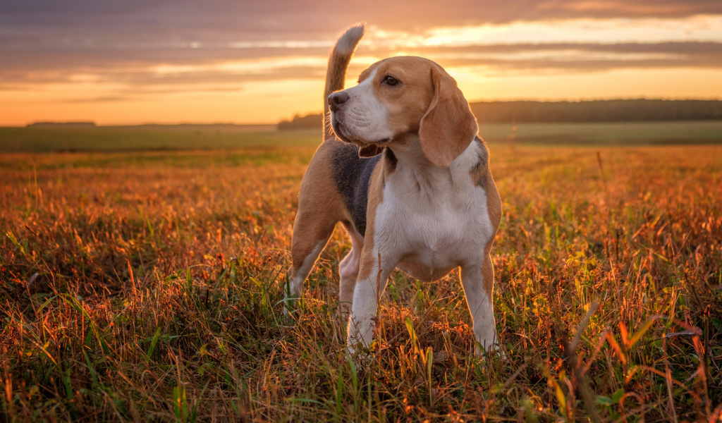 Собака породы бигль стоит на поле на закате
