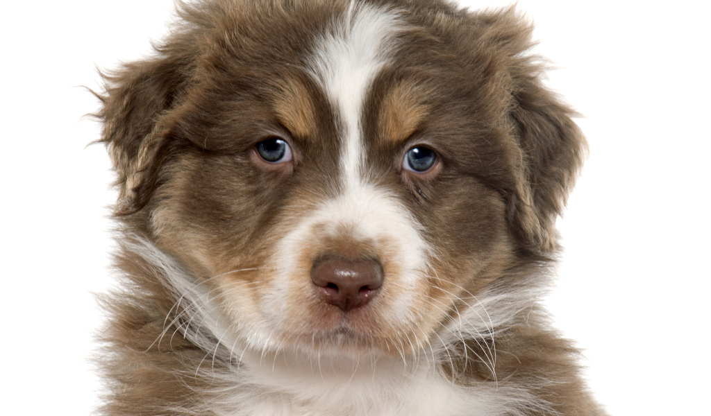 Красивый щенок австралийской овчарки на белом фоне