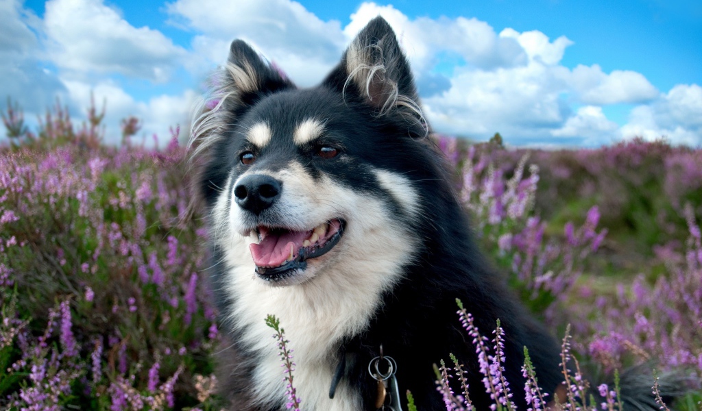 Красивая породистая собака сидит в сиреневых цветах