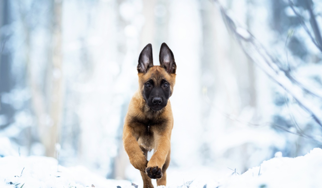 Бельгийская овчарка Малинуа бежит по белому снегу