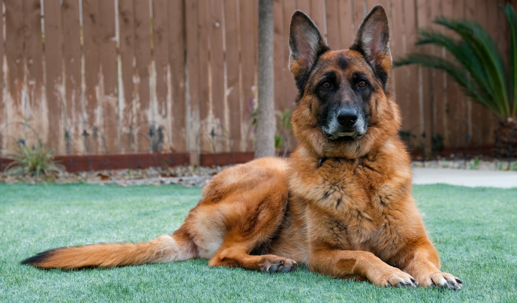 Большая красивая овчарка лежит на зеленой траве