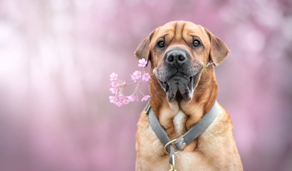 Большой пес с цветком в зубах 