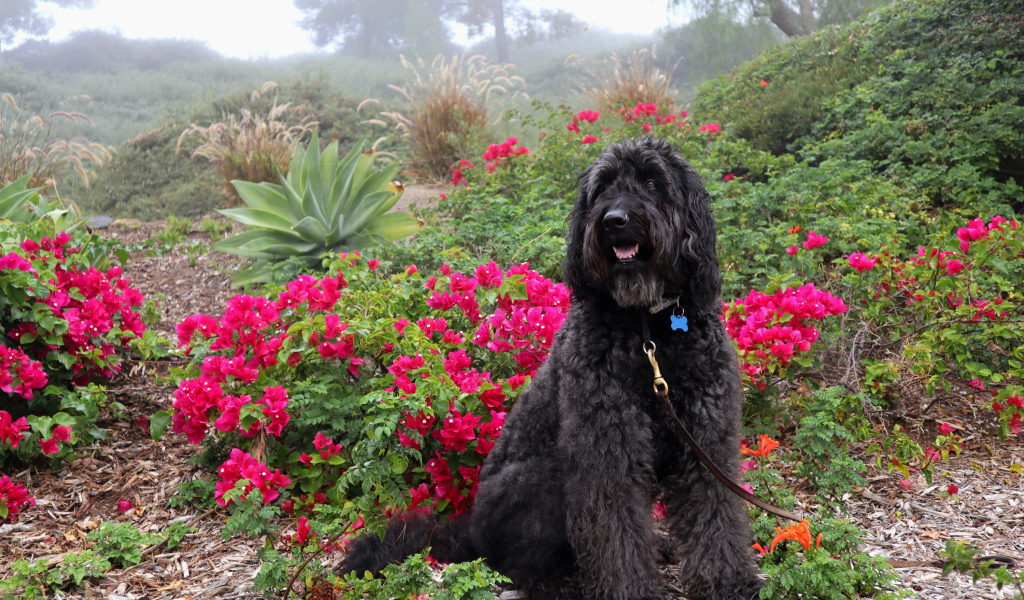 Большая Испанская водяная собака сидит у красных цветов
