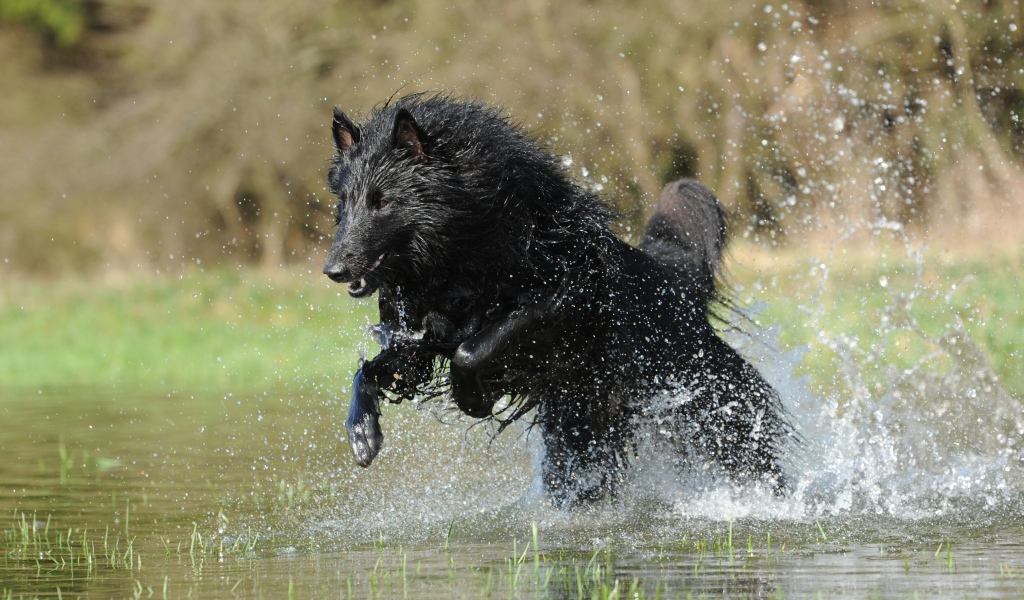 Черная Бельгийская овчарка бежит по воде