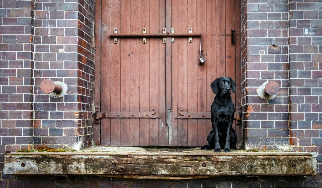 Черный лабрадор сидит у дверей 