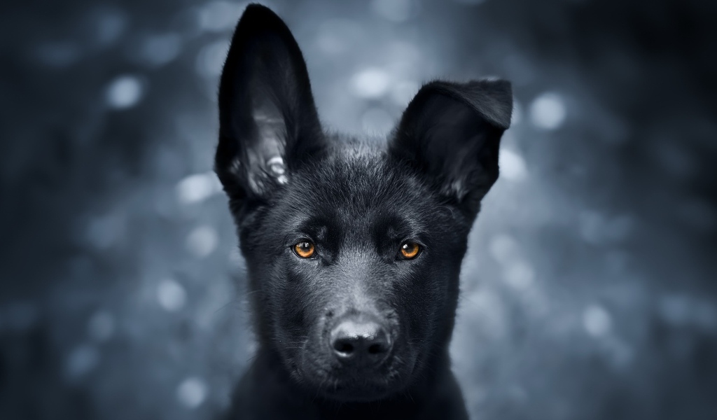 Черный щенок овчарки с опущенным ухом 