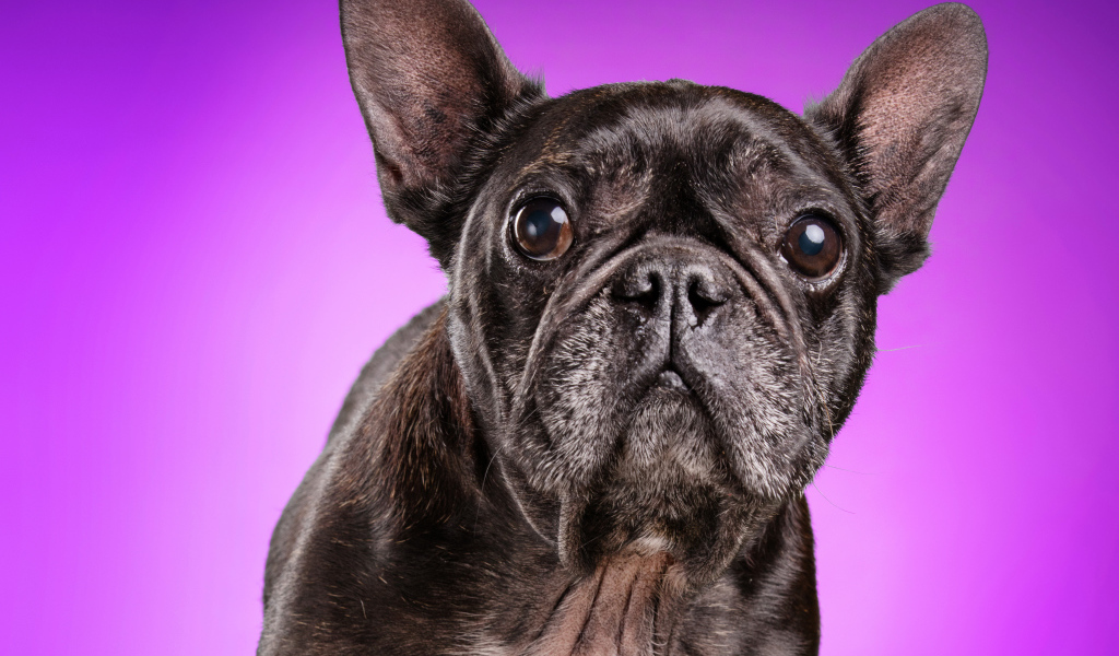 Черный бульдог на сиреневом фоне крупным планом